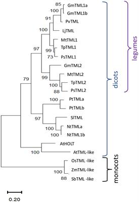 TML1 and TML2 synergistically regulate nodulation and affect arbuscular mycorrhiza in Medicago truncatula